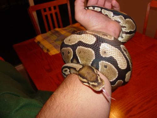 Ball Python - This is my Ball Python - Scala.  This picture is a little old, now she is full grown.