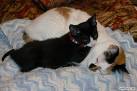 Cats  - Isn't this an adorable picture of my two cats?