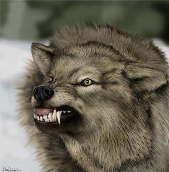Wolf.. - Dangerous Beast