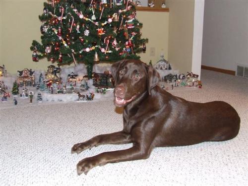 Charger - Charger is a 2 year old chocolate lab. He&#039;s deaf but full of love!