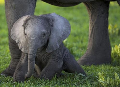 elephant - elephant