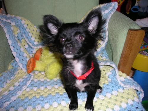 my dog - Here is another picture of my cute dog