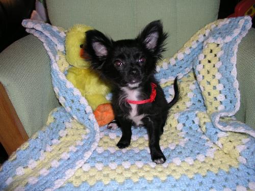Fife - Here is fife looking cute as ever and yes thats a baby blanket hes laying on lol