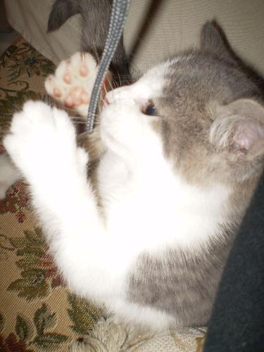 Ghost - This is my kitten, Ghost
