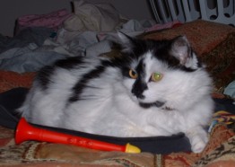 cat - my cat fern