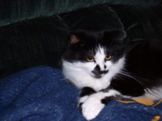 cat - magick