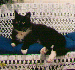 alfie - my beautiful cat alfie