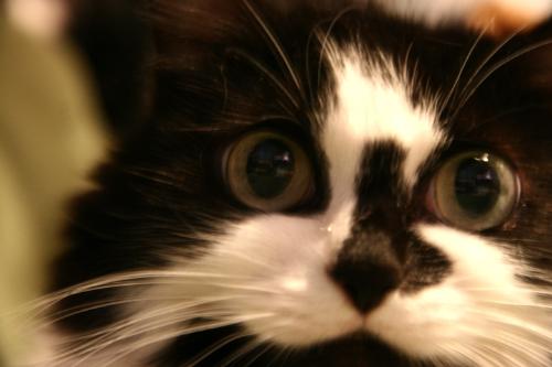 phillip - she is long hair black and white. anyone know wot make she is?