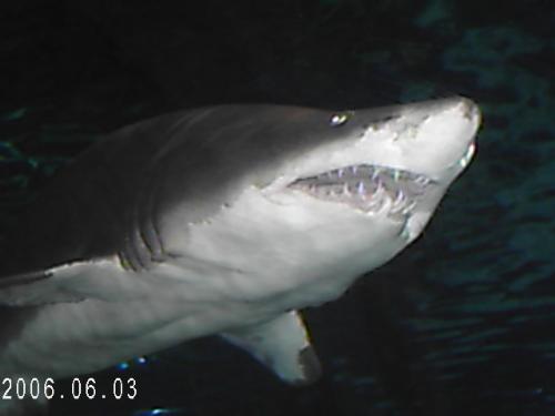 Shark Picture - This is a picture of a shark at the Ripley's Aquarium in Gatlinburg,Tennessee.