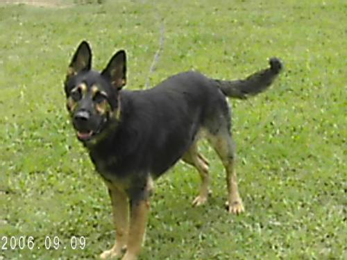 German Shepherd - This is my german shepherd Rowdy.He is about 5 years old.He is the best watch dog and a loyal friend.