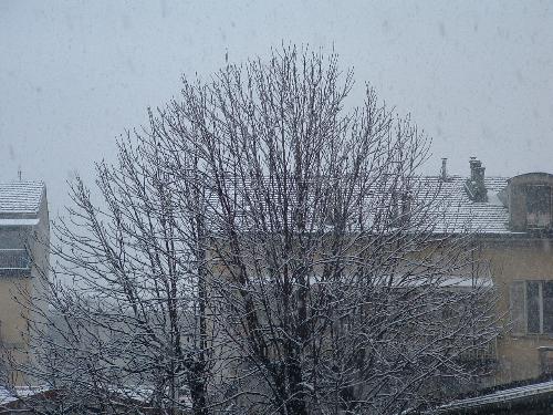 Albero innevato - Albero innevato
