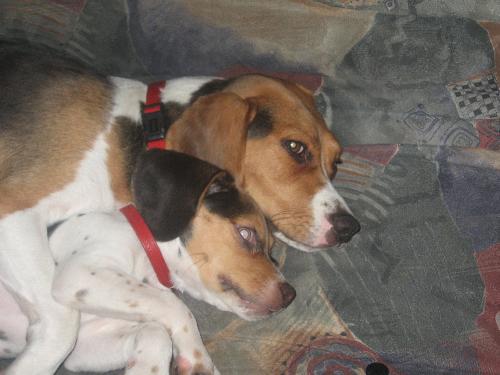 Chelsey & Boomer - Chelsey and Boomer, my two beagle dogs