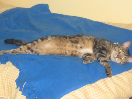 Mr.smittens lying down - my cat Mr.Smittens