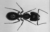 ant - ant
