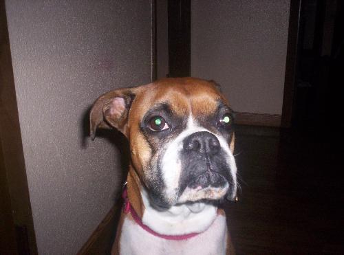 My boxer, Daisy. - My boxer, Daisy.