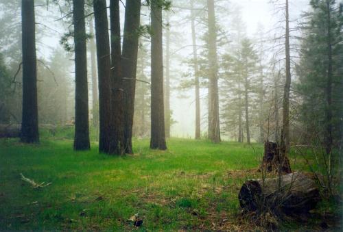 Forest - A nice forest