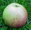 apple - fuji apples