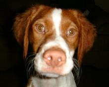 Brittany spaniel, Dixie. - This is Dixie, I don't have many other picture on this PC.