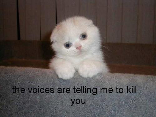 Kitty - A really funny picture that is the wallpaper to my pc at work.