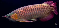 arwana red colour - very beatiful fish