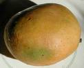 Mango - The fruit flesh of a ripe mango contains about 15% sugar, up to 1% protein, and significant amounts of vitamins A, B and C. The taste of the fruit is very sweet, with some cultivars having a slight acidic tang. The texture of the flesh varies markedly between different cultivars; some have quite a soft and pulpy texture similar to an over-ripe plum, while others have a firmer flesh much like that of a cantaloupe or avocado, and in some cultivars the flesh can contain fibrous material. Mangoes are very juicy; the sweet taste and high water content make them refreshing to eat.