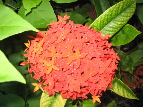 Visually uplifting - This photograph I took on my vacation to Florida.  This flower was one of the many vibrant flowers that surronded the place that I stayed at.  Beautiful!