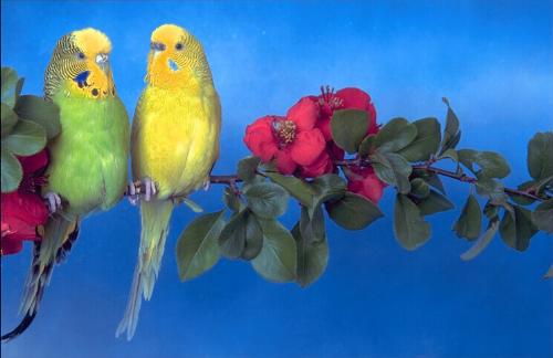 Love birds - Love birds are colorful birds. Nice to have them as pets.