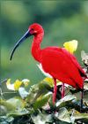 IBIS - MY Favorite bird