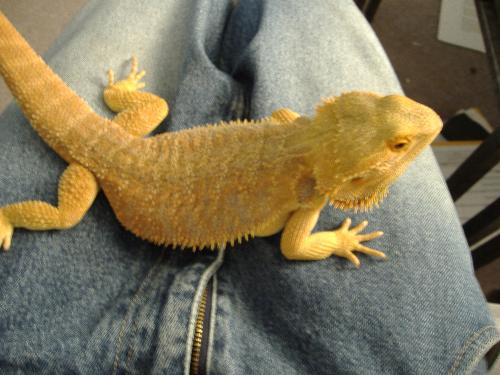 My Bearded Dragon - My bearded dragon LOKI