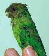 Pygmy parrots - Pygmy parrots Pygmy parrots - Pygmy parrots