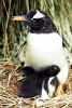 Gentoo Penguin - Gentoo Penguin