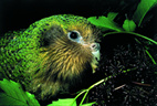 Kakapo - Kakapo