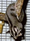 glider - glider
