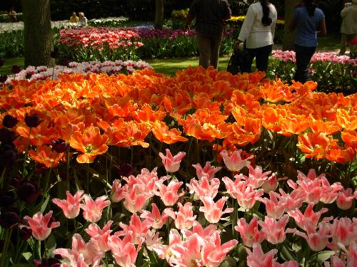 Neatherland - Tulip garden in Holland.
