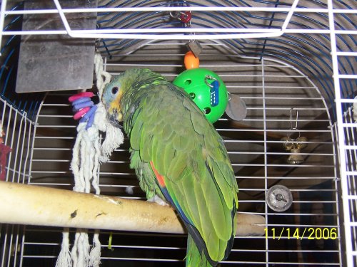 Mike - Amazon parrot--- the potty mouth!