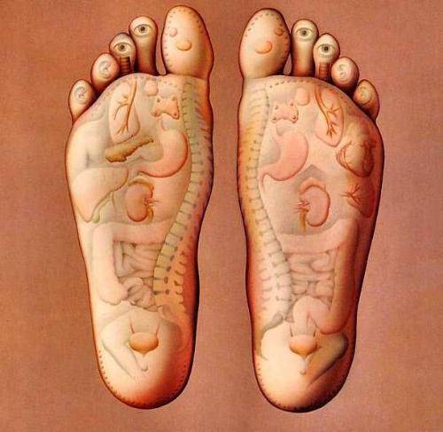 LEG - Parts of the leg LEG - Parts of the leg