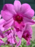 HERE'S YOU A ORCHID - MY favorite flower.