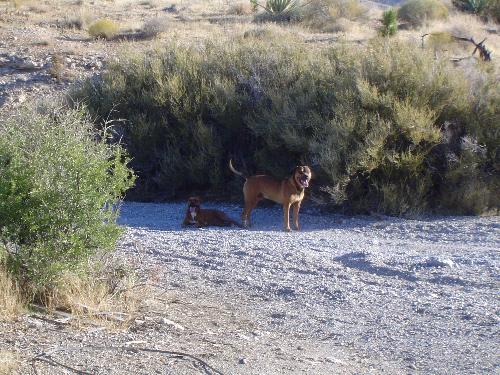 Kiko & Nani hiking in the desert - We were out in the desert, and they are just trying to catch their breath.