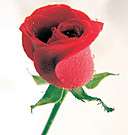 BEAUTIFUL - THIS IS NOT FOR U ONLY FOR YOUNG GIRLS