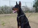 doberman - doberman