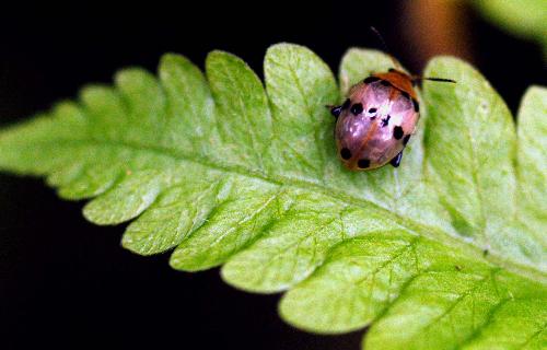 little insect in green foliage - little insect in green foliage,assam,india