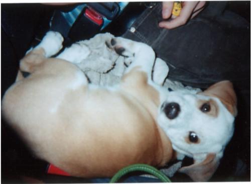 My dog Boodah - My wondeful beagle/dalmation dog when she was a puppy. And yes i know the name is spelled wrong. I like it that way.