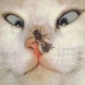 funny - this is funny a cat with a bee on its nose