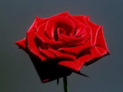red rose - red rose - symbol of love