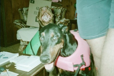 Tiffany and Sebastian - This is a pic of my Dobermans Tiffany (front) and Sebastian (rear) who are all dressed up in their life jackets ready for a trip to the James River for some swimming. They passed away in 2004 and 2005 of old age and I miss them both so much.