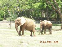 elephants - Photographed at Mysore zoo, India