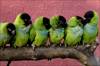 My bird - Black headed conure,He loves to scream,throw water on the dogs and the cats, he gives kisses and cleans your teeth.