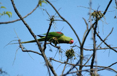 wild parakeet at kaziranga - alexendria parakeet at kaziranga world heritage site