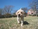 Cute - What is more cute than a puppy