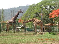 giraffes at Mysore zoo - Photographed at Mysore zoo